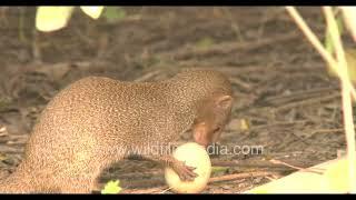 Mongoose making off with an egg from a bird's nest: Anda pilferer extraordinaire