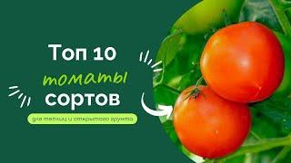 10 проверенных сортов томатов для теплиц и открытого грунта