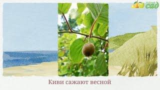 Посадка киви - как правильно посадить киви