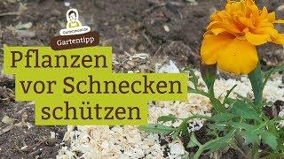 Pflanzen ohne Chemie vor Schnecken schützen - Beispiel Tagetes