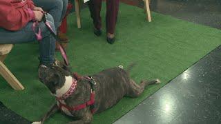 Ready Pet GO! City Dogs Cleveland visits 3News with Winnie