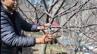 Apple Me pruning ka Sahi Tarika  प्रूनिंग करने का  सही तरीका Kinnaur part 1