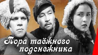 Пора таежного подснежника (1958) фильм