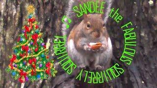 Fabulous Sandee the Squirrely Squirrel Visits Adel GA