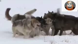Нападения волков на собак  Несколько случаев