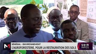 Sénégal : L´agroforestière, pour la restauration des sols