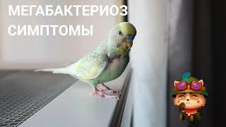 МЕГАБАКТЕРИОЗ | СИМПТОМЫ И ДИАГНОСТИКА | Aoi Inko