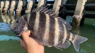 These 3 Baits Are Irresistible (Saltwater Fishing For Dinner)