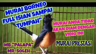 MURAI BATU BORNEO BIRD SINGING FULL OF SPILLED FILLING