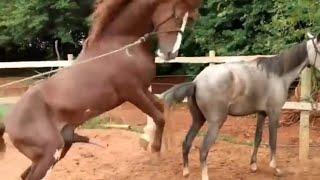 horse making love