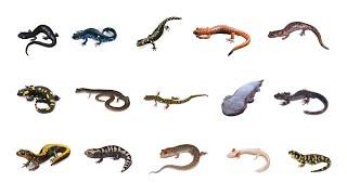 Types Of Salamanders | Learn Salamanders Amphibians In English Language