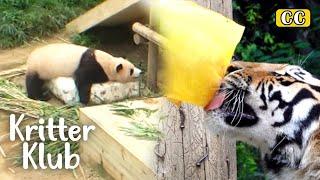 Wie koreanische Zootiere der Hitze trotzen l Kritter Klub