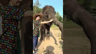 Feeding Elephants in Chiang Mai, Thailand #elephant #thailand #travel