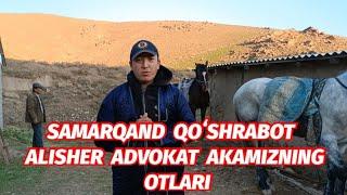 SAMARQAND QOʻSHRABOT ALISHER ADVOKAT AKAMIZNING OTLARI