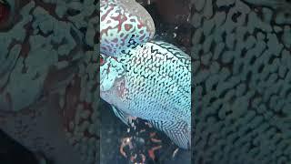 flowerhorn a lucky fish #shortvideo #foryou #trending