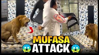 Diana safetycoon injured snow and Mufasa aggressive (mian saqib)