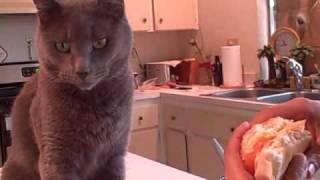 Cat trys to eat Sandwich.