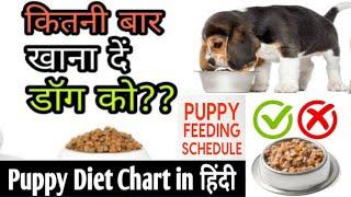 Puppies Feeding  डॉग को दिन में कितनी बार & कब कब? #dog #puppy #food