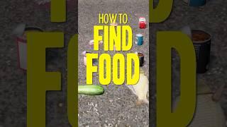 How To Find Food in DayZ 