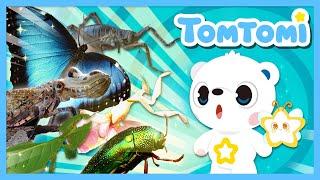 Tomtomi’s Starry Stars, Insect Star⭐️ | Real images of unusual insects | Insects Song | TOMTOMI