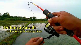 TINGGAL LEMPAR TARIK STRIKE...!!! CASTING IKAN GABUS PAKAI SOFT FROG