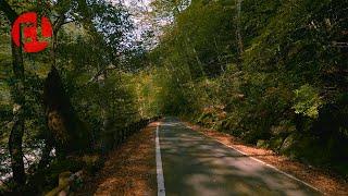 [4K] Experience Autumn in Japan (Omogo Gorge, Ehime Prefecture)