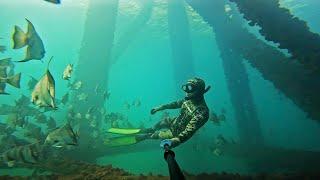 Freedive Spearfishing Offshore Oil Rigs Snapper Haven || Mangrove Snapper, Cobia, Barracuda