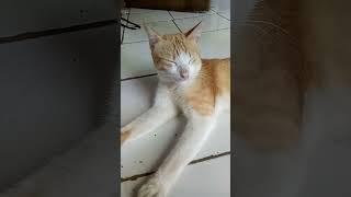 Kucing Ganteng Ini Jutaan Kali Ditonton