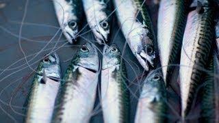 Cornish mackerel 'loop' hand-line fishing, Porthkerris off Helford. Nigel Hill. Pisces-RFR