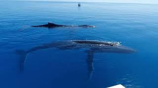 Explore K'gari (Fraser Island)