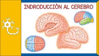 INTRODUCCIÓN AL CEREBRO - generalidades, anatomía básica, lóbulos, telencéfalo, diencéfalo  | Ep. 3
