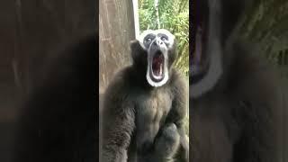 black monkey sounds   #short black  #monkey  #sound