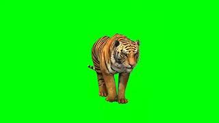 Green screen tiger status