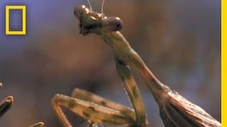 Praying Mantis vs. Grasshopper | National Geographic