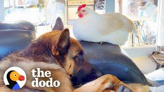 Fiance Says No More Ducks So Naturally He Becomes A Duck Dad | The Dodo