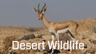 Desert Wildlife at water hole / Israel 4K