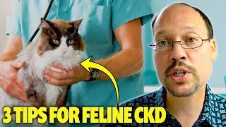 Supplement For Cats With Kidney Disease. 3 Tips For CKD Feline Health & Kidney Restore, Help Now!