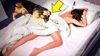 What this dog did with his owner at night shocked the entire Internet!