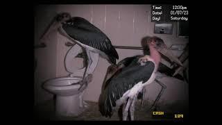 Pelicans in Disabled bathroom +vending machine (Dayshift at Freddy's 3)