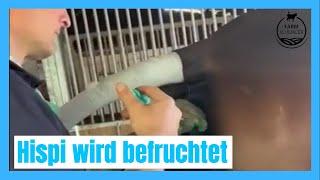 Hispi wird Befruchtet | Sportpferd | Farmfluencer