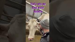 Mischievous cow playing with water #moraleats #dairy #cows #mischief #water #sillycow #silly