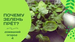 Руккола и шпинат растут как на дрожжах! В чем их тайна?