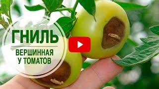 Вершинная гниль  Болезни томатов  как бороться?  сад огород с   Хитсад