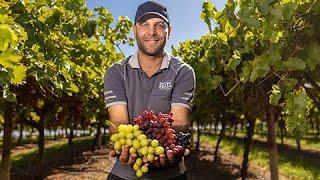 Shine with Australia: Flavourful table-grapes - find it with us