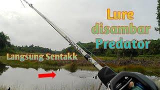 MANCING GABUS DANAU  FULL SAMBARAN GANAS GANAS TAK TERDUGA //#mancingmania//#fishing//#gofishing//