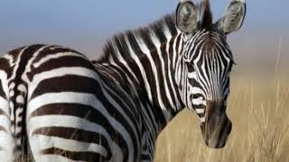 CUTEST ZEBRA IMAGES