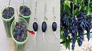 Simple methods grow grape tree ||growing grape tree at home skills methods in Aloevera