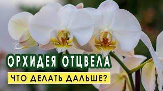 Орхидея отцвела. Что с ней делать дальше?