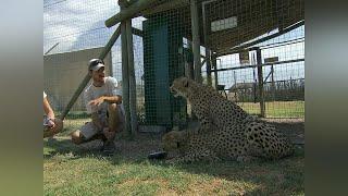 The Cheetah Diaries (2014) Episode 3: Parks and Recreation