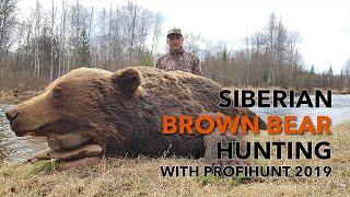 SIBERIAN BROWN BEAR HUNTING WITH PROFIHUNT 2019